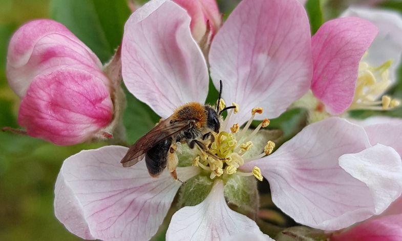 A bee in a an apple blossom.