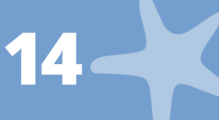 A starfish and the number 14.