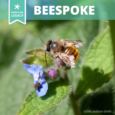 A bee visiting a blue flower.