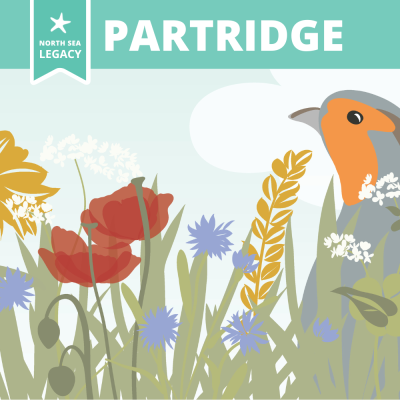 Illustration of a partridge in a flowering field.