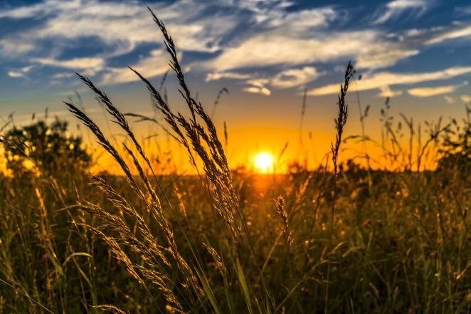 Wheat field