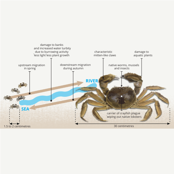 Illustration of the ecosystem impact of the crabs