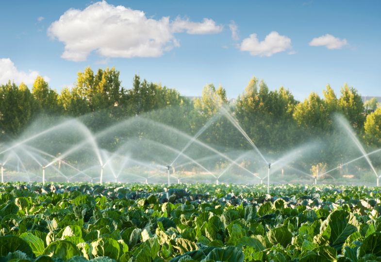 A field of cabbage plants being irrigated beneath a blue sky.