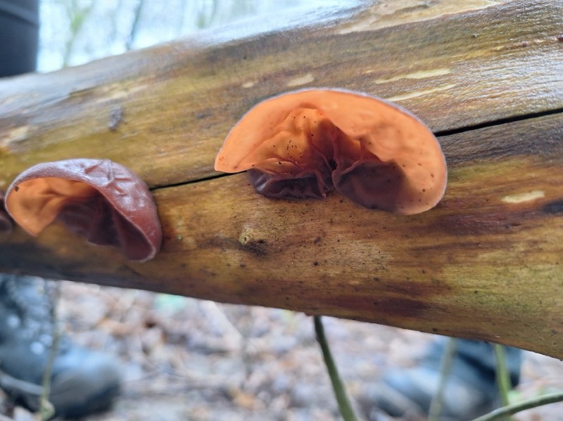 Fungi in Dordrecht