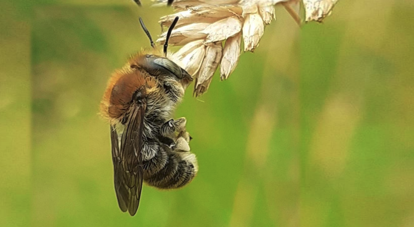 The snoring bee by Sjoerd-Dirk Fiaschi-Van der Est