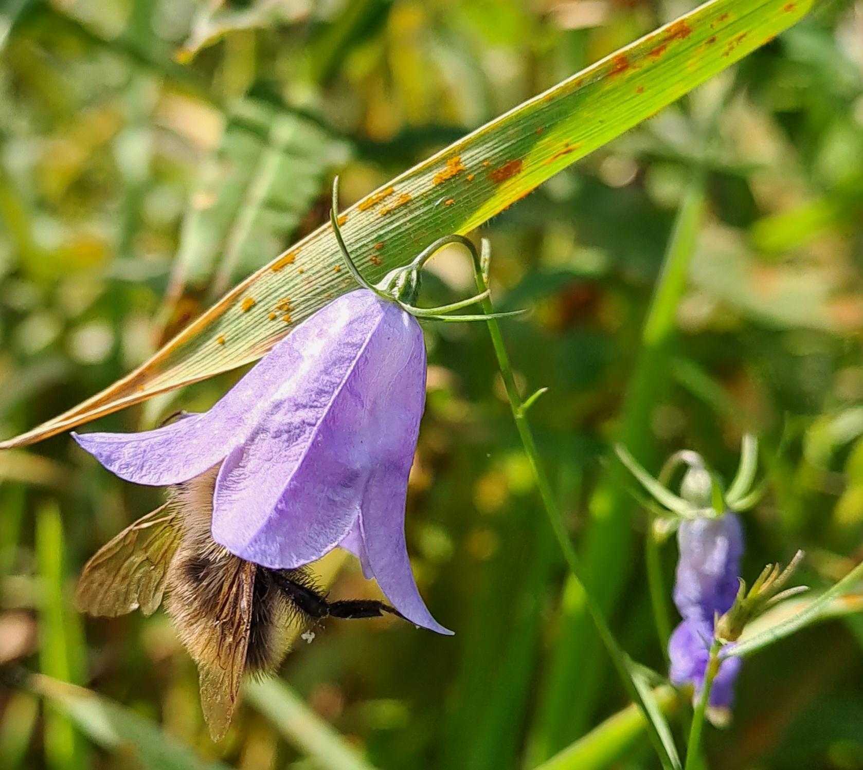 Bee in a bluebell in Växjö