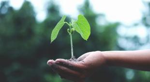 A plant on a hand