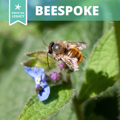 A bee visiting a blue flower. 