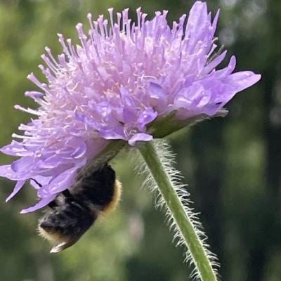 Close up on flower