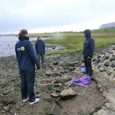 Benthic Fauna Monitoring