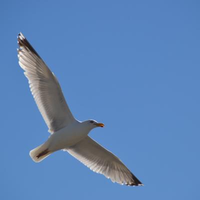 Seagull