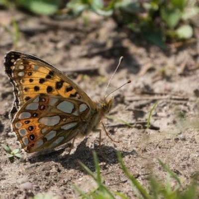 Close up photo of butterfly sat on field