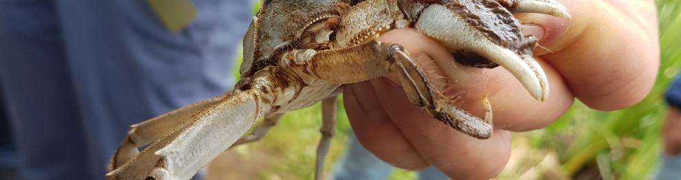 Chinsese Mitten Crab