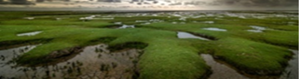 Photo of salt marshes