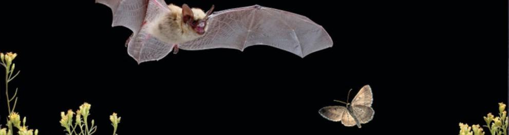 Bat and moth