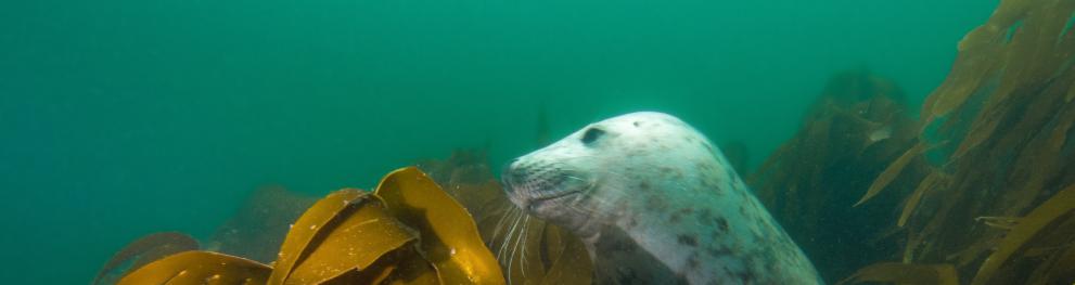 Seal photo