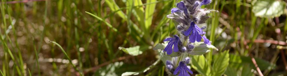 Flower in close-up