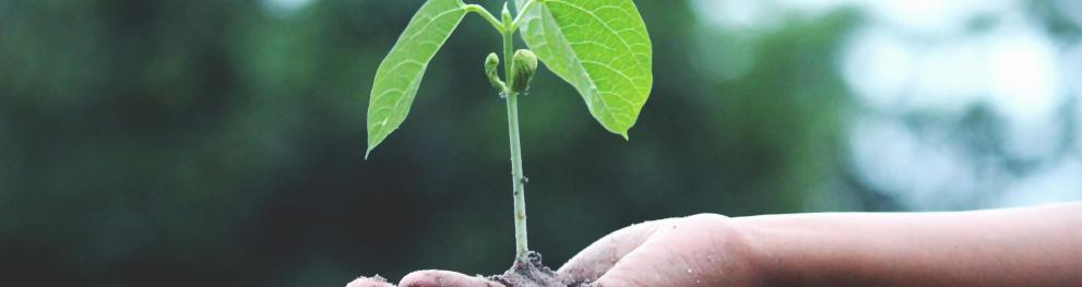 Plant growing in someones hand