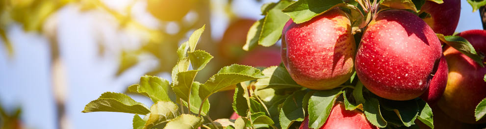 Branch with red apples against a blue sky.